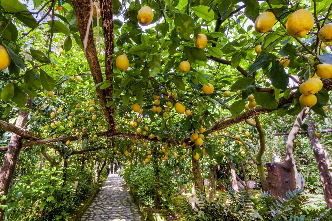 Villa Maresca B&B Piano di Sorrento Buitenkant foto
